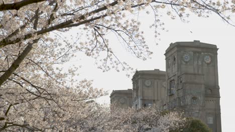 best cherry blossom in yokohama