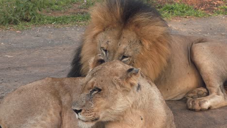 a large male lion shakes his head with a dark mane next to a lioness