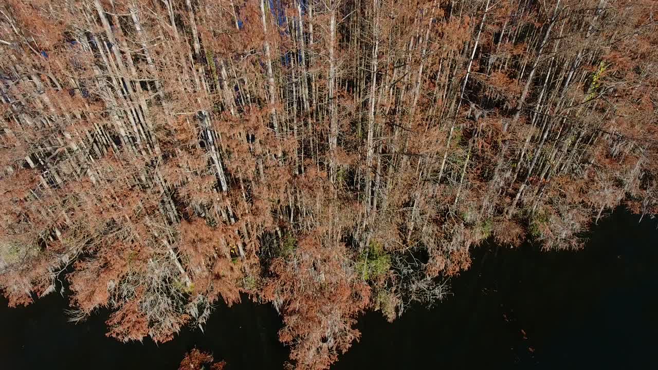 Drone tilting down from a tree line to a swamp.