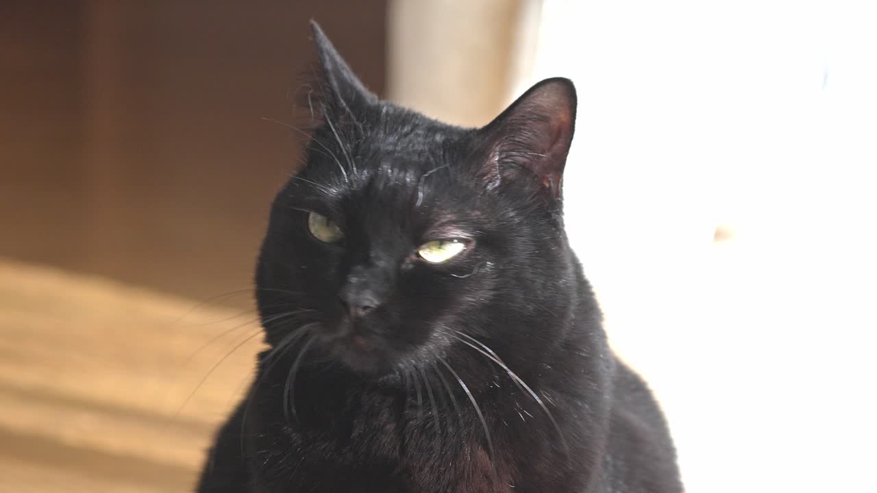 A sleek black cat with striking yellow eyes gazes directly at the camera, showcasing its elegant and mysterious charm.