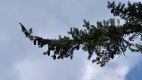 conifer trees with cones against cloudy sky