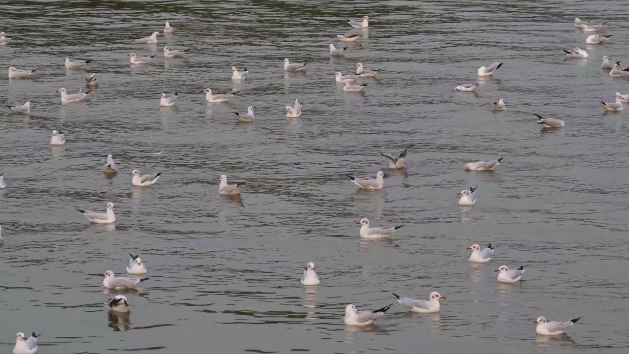 태국 사뭇 쁘라칸의 방푸 레크레이션 센터에서 오후에 다른 사람들이 착륙하고 이륙할 때 물 위의 갈매기들이 놀고 있습니다.