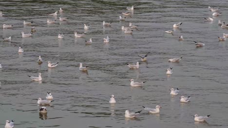 seagulls on the water chilling around as others land and take off during the afternoon in bang pu recreation center, samut prakan, thailand