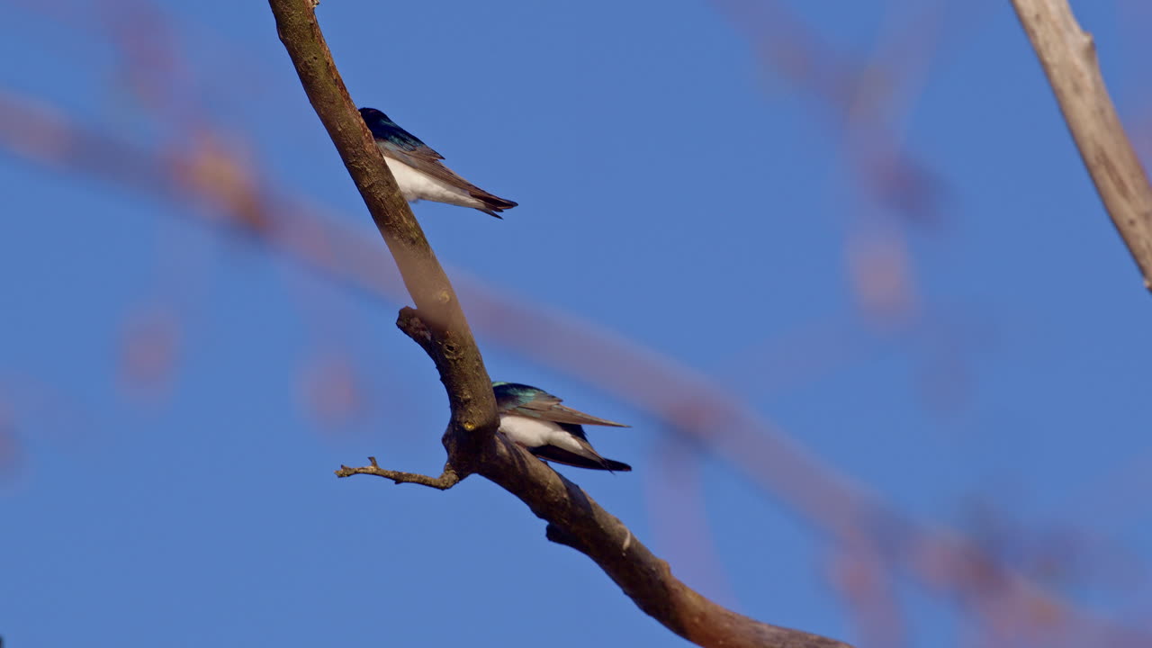 Spring skies are the stage for this slow-mo performance by purple martins.