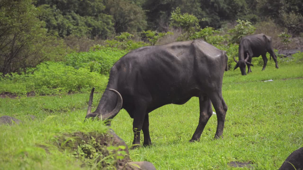 búfalo comiendo hierba en el bosque