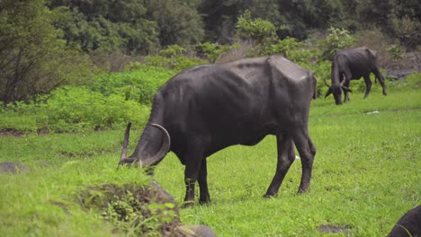 Búfalo-Comiendo-Hierba-En-El-Bosque