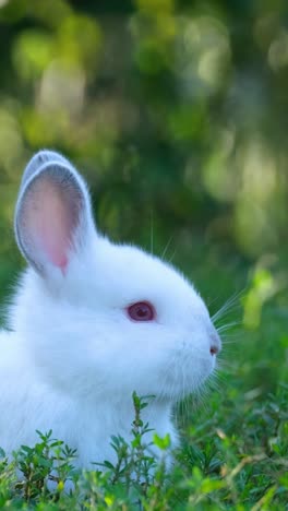 a white rabbit gracefully poised among the lush vibrant green foliage in its natural habitat