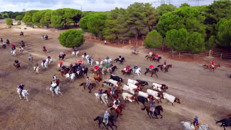 Jinetes-Persiguiendo-Toros-Y-Bueyes-Por-El-Campo,-Vista-Aérea-1