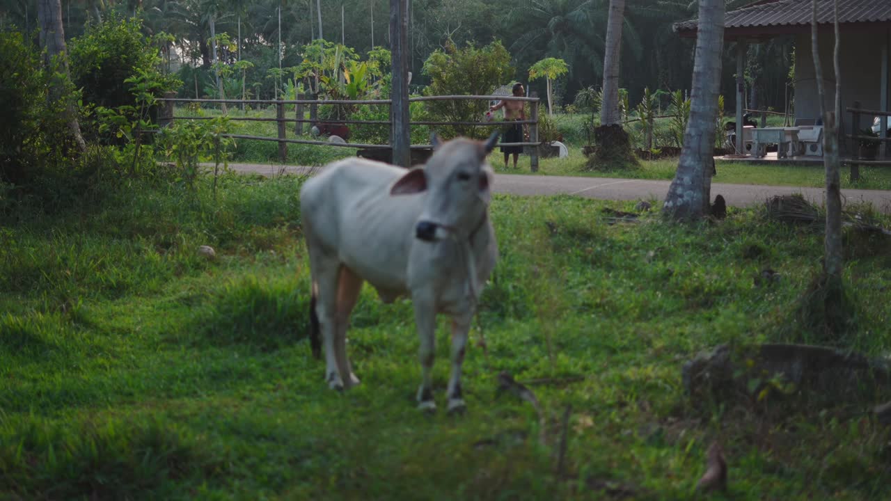 Rural Scene in Thailand with Cow and Person