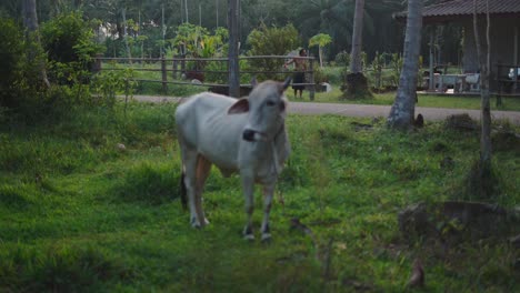 Rural Scene in Thailand with Cow and Person
