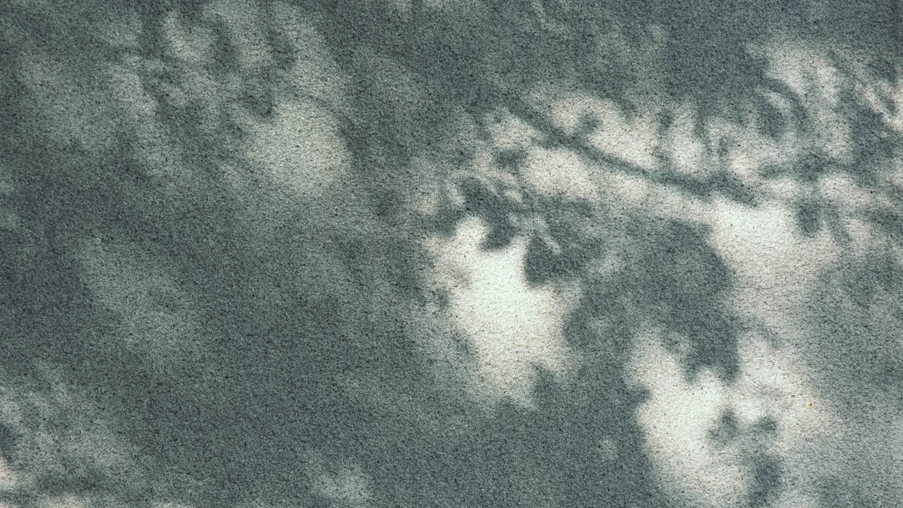 Shadow background of natural tree leaves on white wall texture