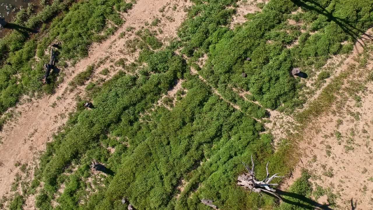 ドローン撮影 枯れた木の茂みとトレック エウカンベネ湖の隣の岸に