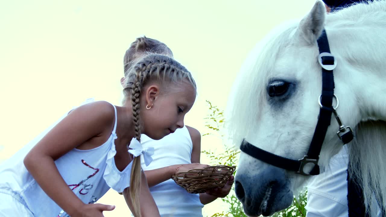 7살 소년과 7살 소녀가  포니를 먹이고, 당근을 먹게 해주고, 쾌활하고 행복한 가족 휴가를 즐기고, 야외에서, 여름에 숲 근처에서