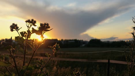 sunset at countryside meadow, burdock at magic hour, crane shot