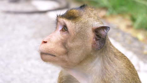 Wild-monkeys-are-on-the-ground-and-they-are-resting