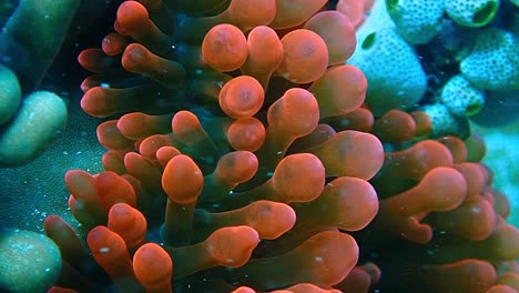 a little clark anemone fish peeking out from his red anemone home