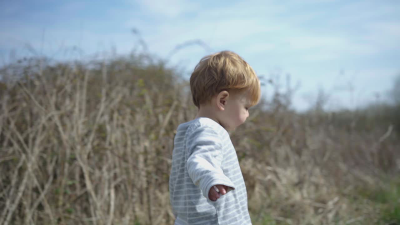 Toddler boy walks in field on sunny day against tall dead bushes