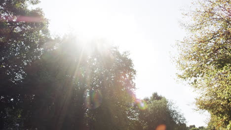 slow motion forward tracking shot beautiful trees autumn sunshine