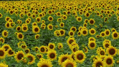 beautiful golden sunflowers waving in the warm sunshine breeze