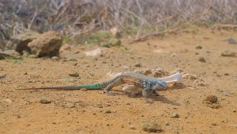 whiptail lizard or blau blau crawling over bone from dead carcass in arid desert landscape, medium shot