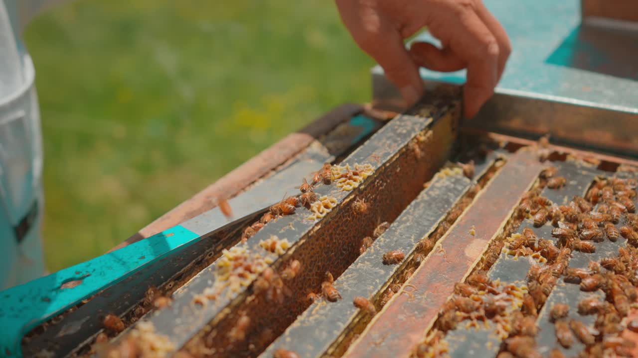 Beekeeper hands pulls out hexagon cell frame filled with honey and bees