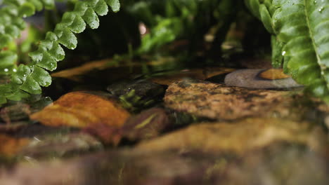 plantas en la orilla del río