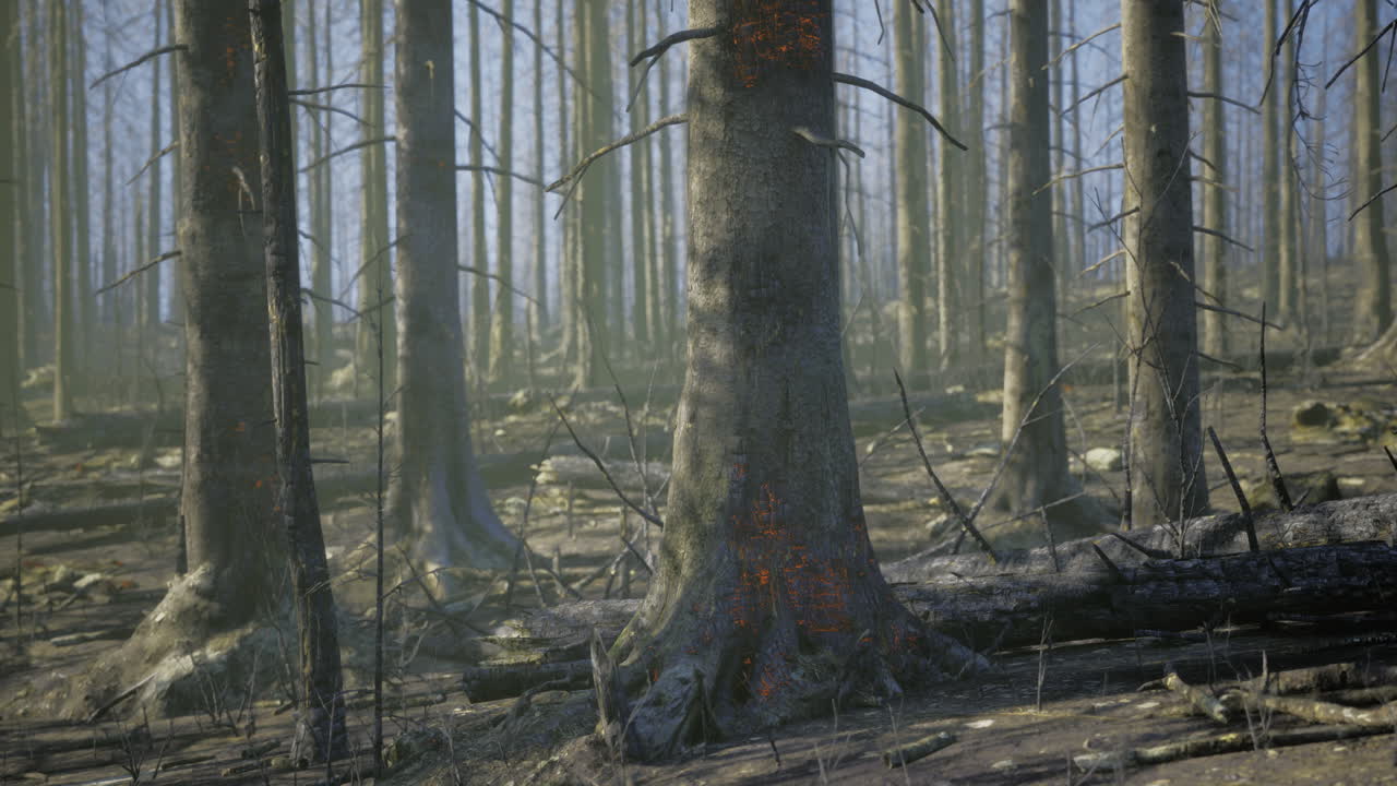 Burned forest landscape showing impact of wildfires in a dense woodland area