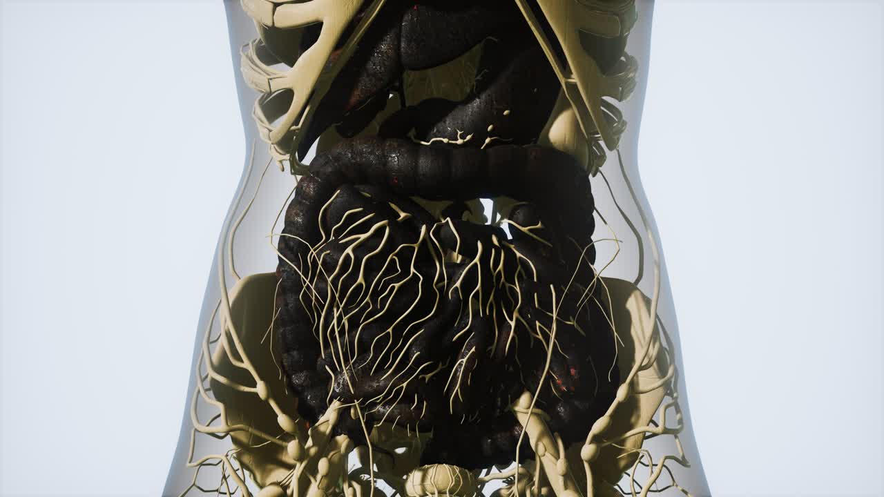 anatomía detallada del sistema digestivo humano