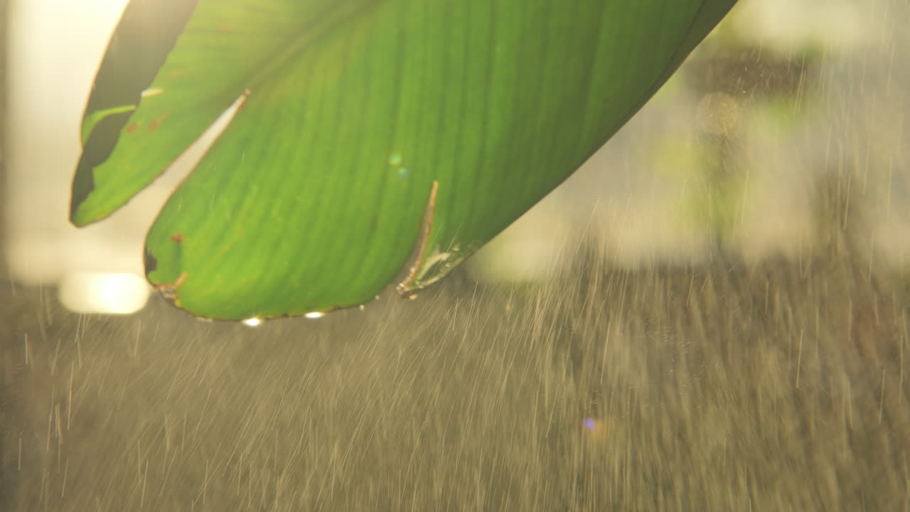 imágenes de cerca de una hoja verde con luz dorada rociada con agua