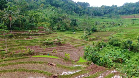 Rice-field-terraces-with-soil-plowed-aerial-panorama,-rural-Indonesia