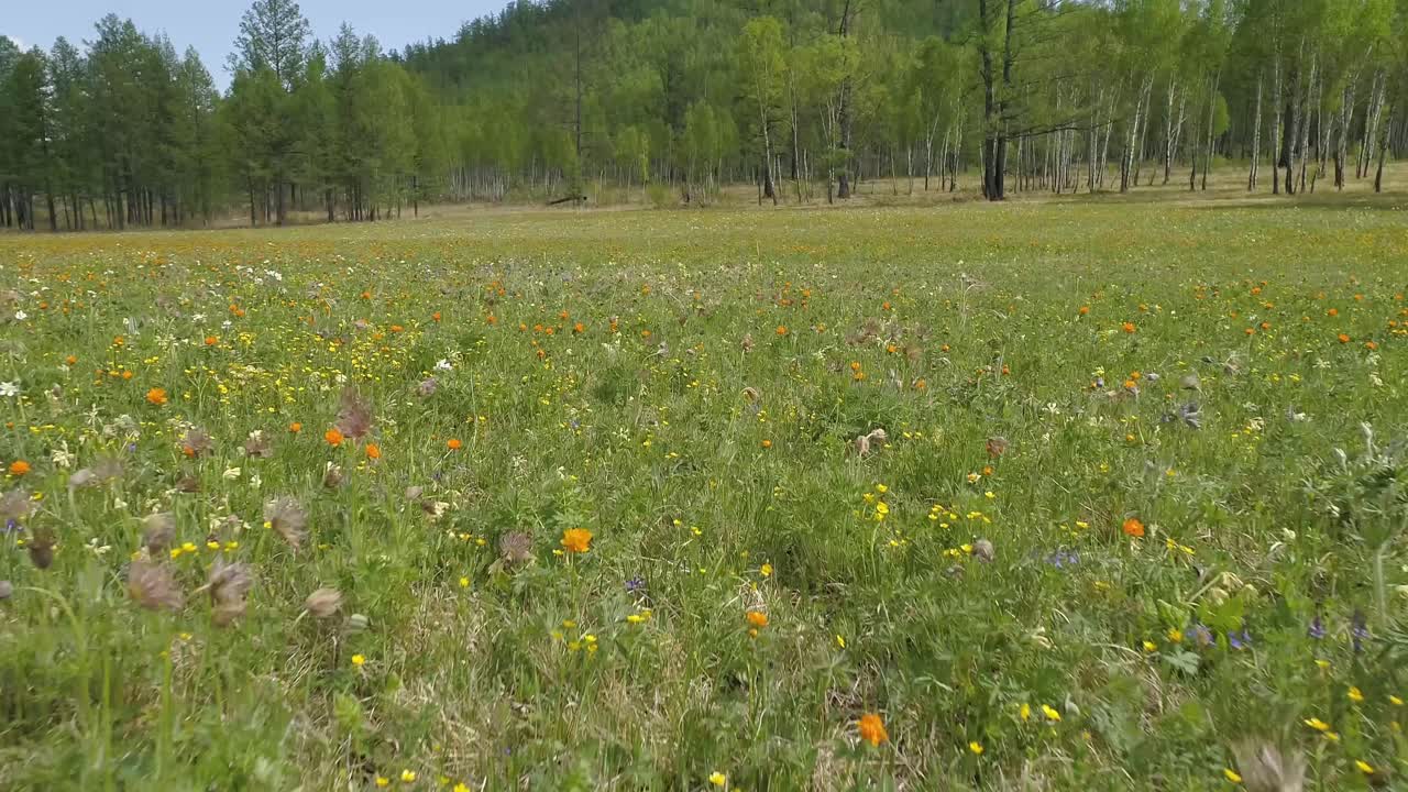 hermoso campo de flores en verano