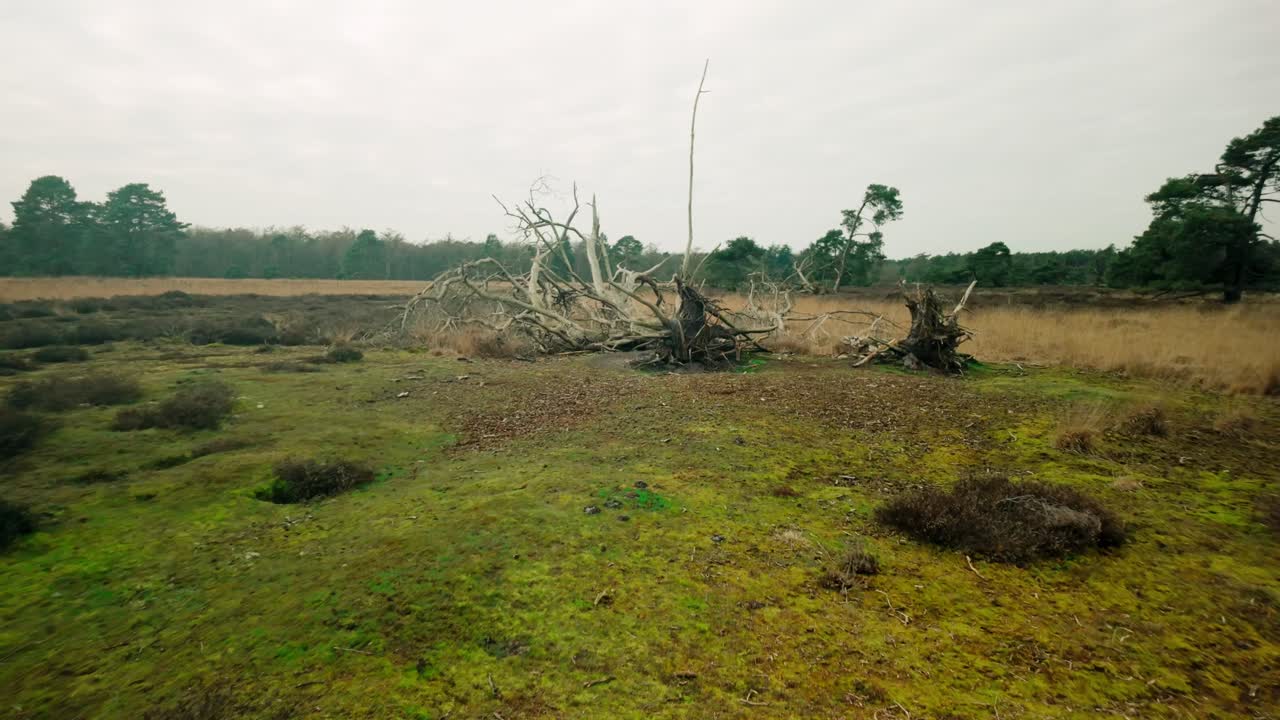 Heathland landscape with green moss and a prominent dead tree with bare branches, capturing the serene and rustic beauty of the natural environment