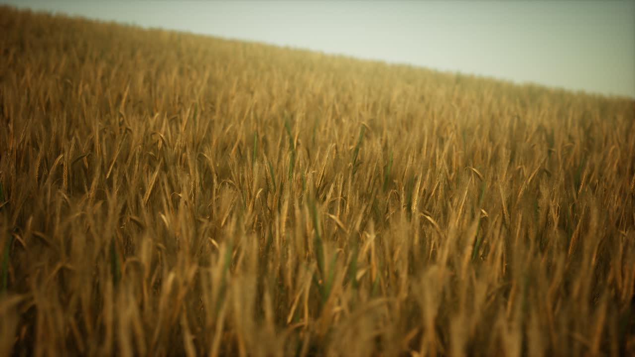 Dark stormy clouds over wheat field
