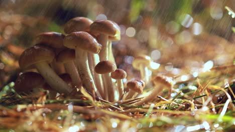 armillaria mushrooms of honey agaric in a sunny forest in the rain.