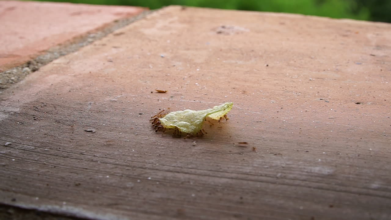 타일 바닥에서 큰 바삭바삭한 것을 먹는 붉은 개미의 시간 경과