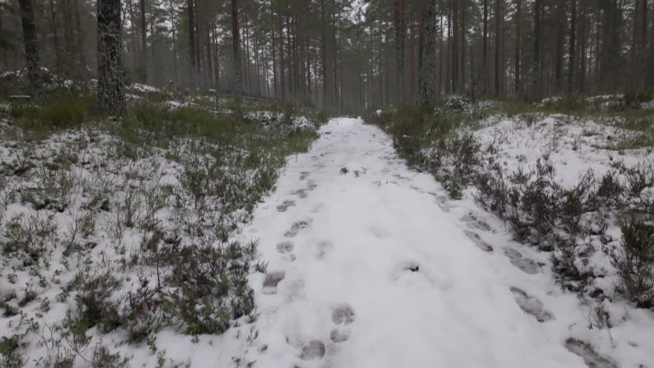 Snowy Hiking Trail Through The Forest With Tall Pine Trees In Winter. - tilt up shot