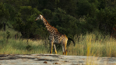 giraffe in african savanna