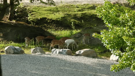 Herd-of-white-tailed-deer-and-fawns-with-spots-trot-into-frame-to-graze-on-green-grass-in-early-morning