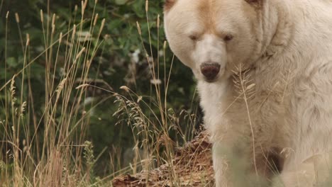 oso espíritu kermode blanco con espectáculos de hocico corto