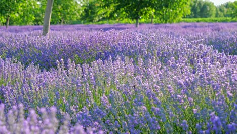 perspectiva personal de la vista de caminar en un campo con plantas de lavanda al amanecer.