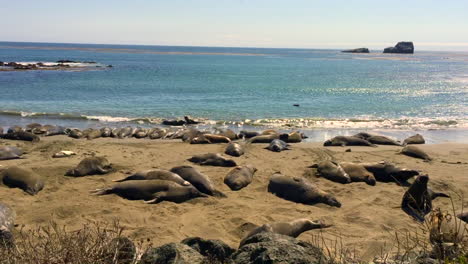 elephant seal scoots into resting place at san simeon, california colony, wide static, hd