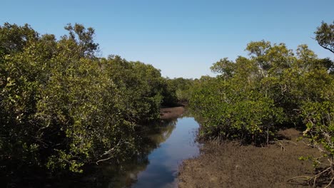 winding view through a protected mangrove ecosystem and conservation wetland for a marine habitat survey