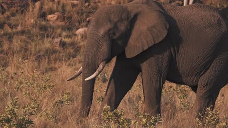 elefante africano pastando en la sabana con su trompa prensil