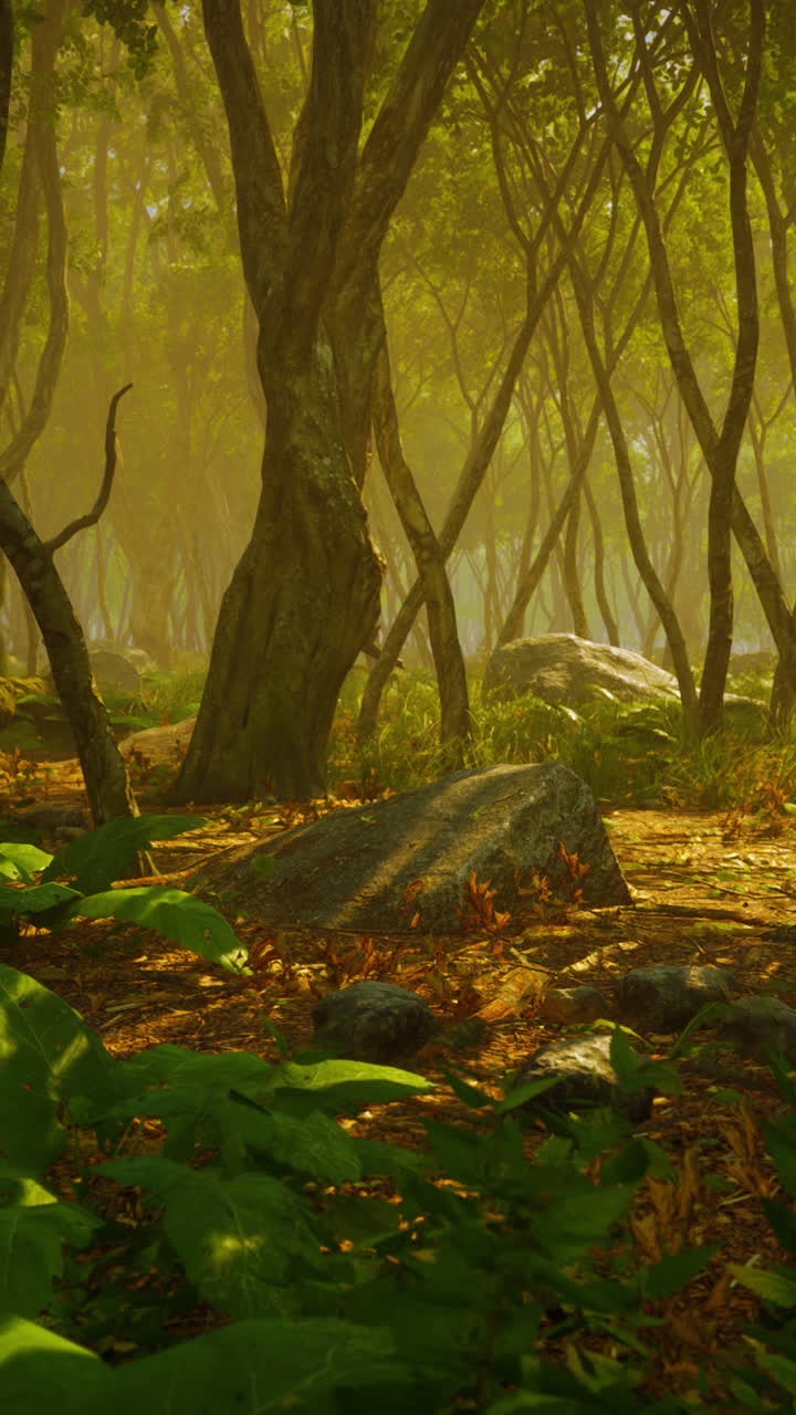 туманный лесной солнечный свет