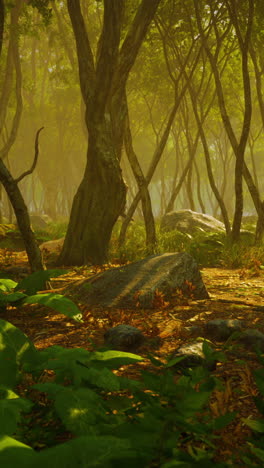 luz del sol del bosque brumoso
