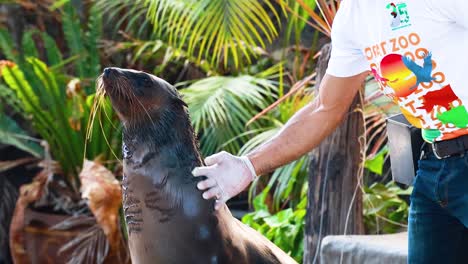 trainer interacts with sea lion at zoo