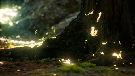 sunlight rays pour through leaves in a rainforest