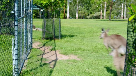 A Group Of Eastern Grey Kangaroos Hop Past In A Grassy Park Area