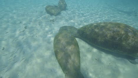 Manatee-adult-and-baby-calf-resting-on-sand-bottom
