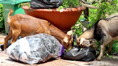 goats explore trash bags near large planter